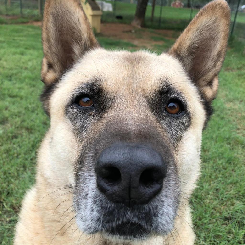 Geronimo Is Available For Adoption At Sara Sanctuary