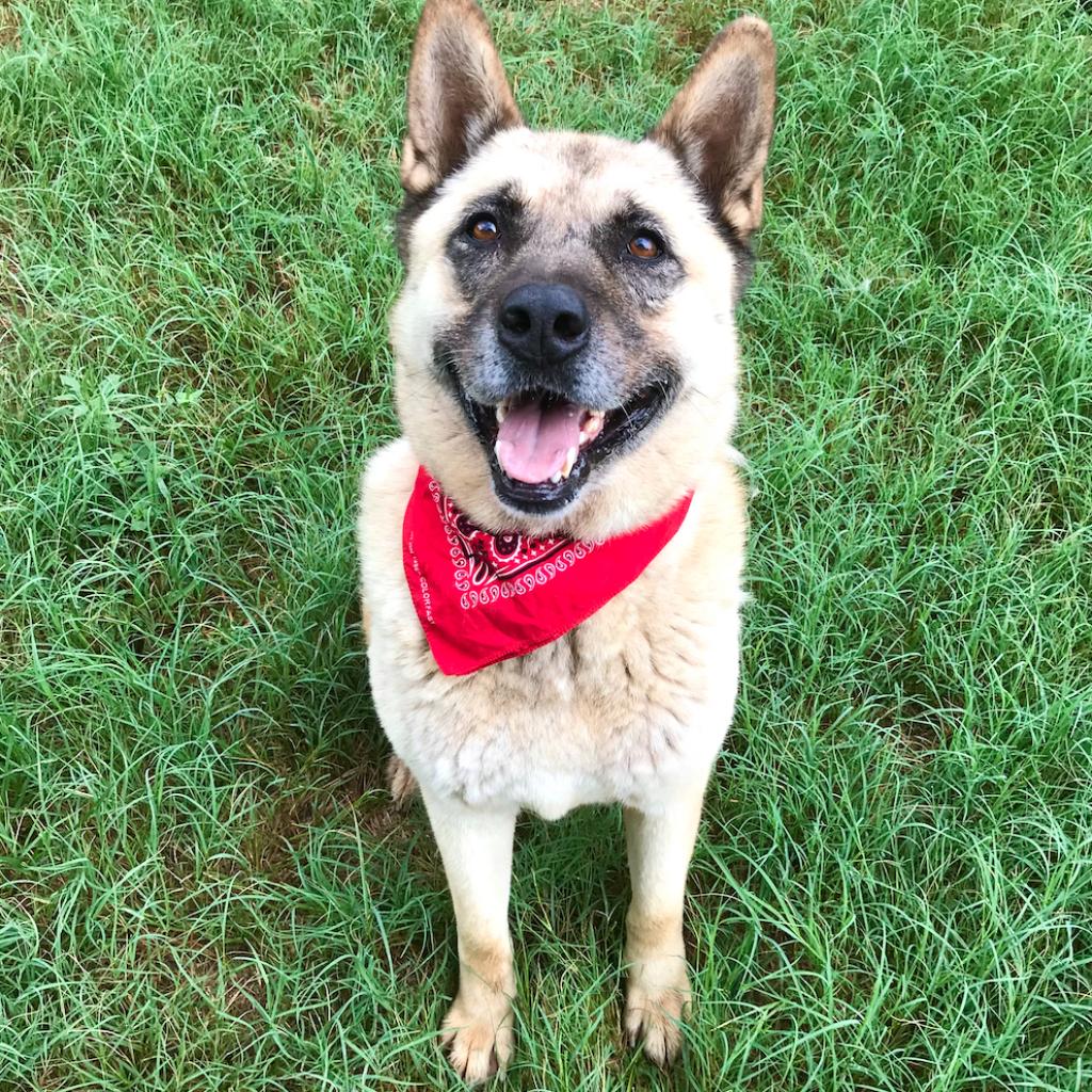 Geronimo Is Available For Adoption At Sara Sanctuary