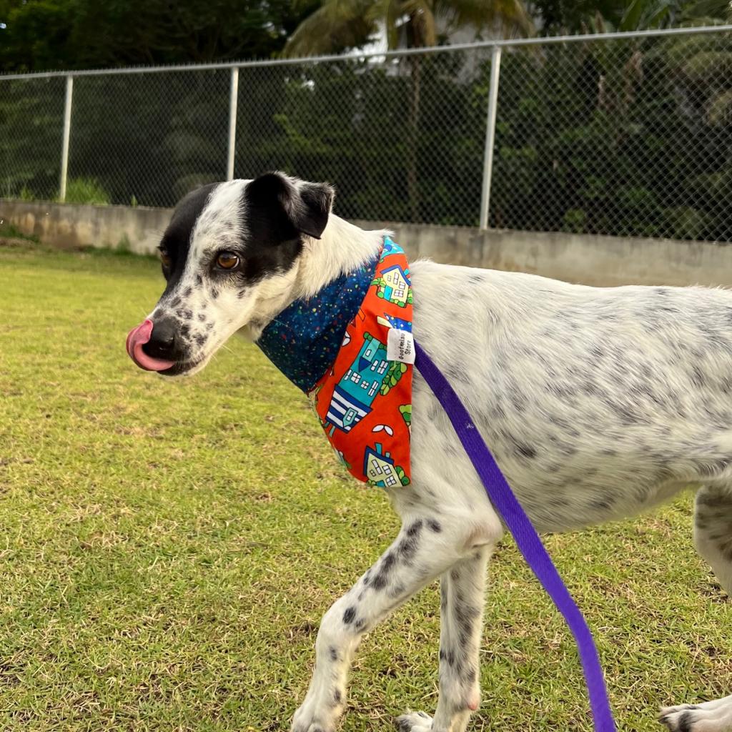 point-is-available-for-adoption-at-the-humane-society-of-pr