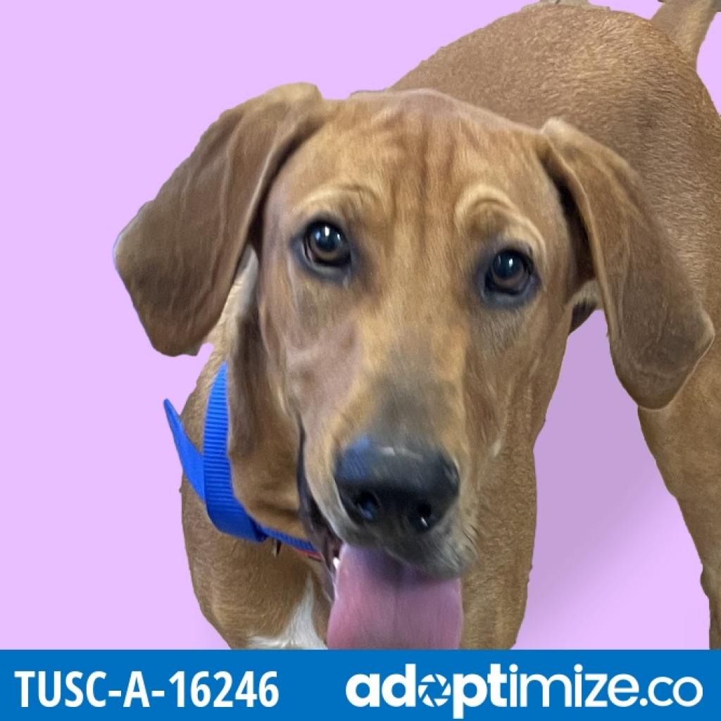 Adopt | Tuscaloosa Metro Animal Shelter