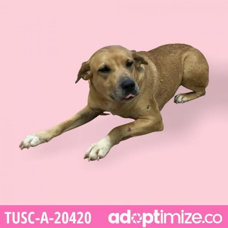 Adopt | Tuscaloosa Metro Animal Shelter