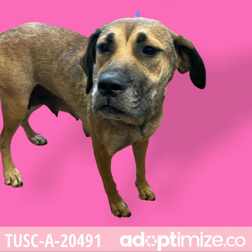 Adopt | Tuscaloosa Metro Animal Shelter