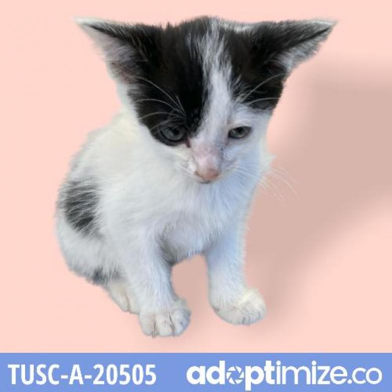 Adopt | Tuscaloosa Metro Animal Shelter