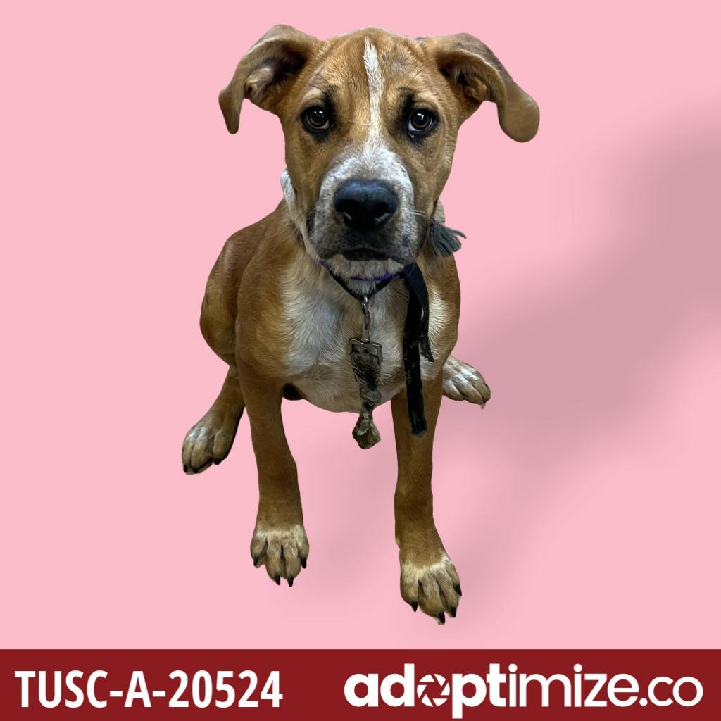 Adopt | Tuscaloosa Metro Animal Shelter