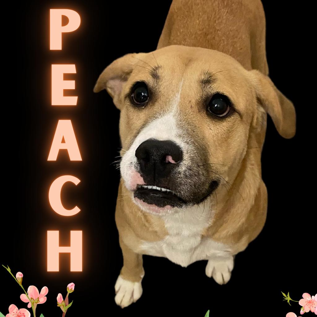 Peach is Available for Adoption at Union County Humane Society