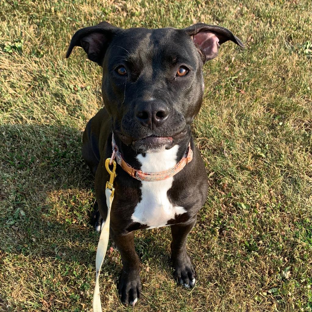 Adoptable Dogs at UCHS | Union County Humane Society | Marysville, Ohio