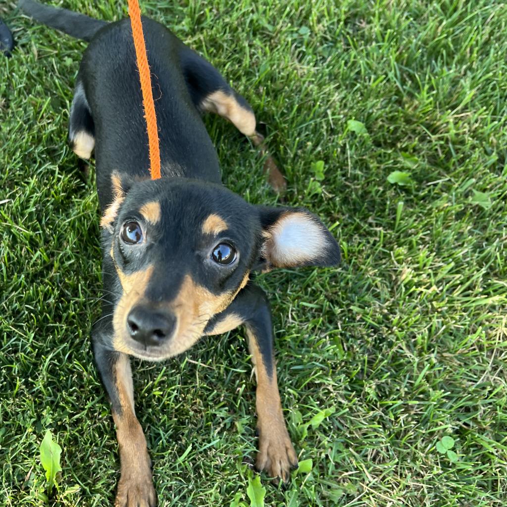 CoCo is Available for Adoption at Union County Humane Society