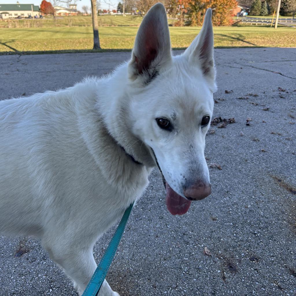 Apollo Is Available For Adoption At Union County Humane Society