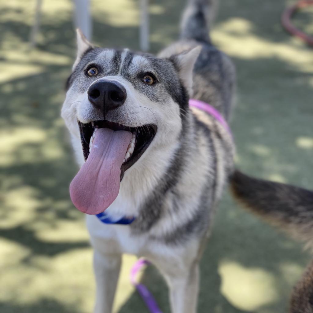 Webster Is Available For Adoption At Fresno Humane Animal Services