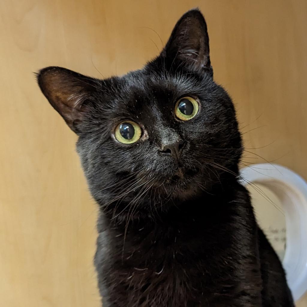 Nunchuck | Adoptable Cat | Animal Friends