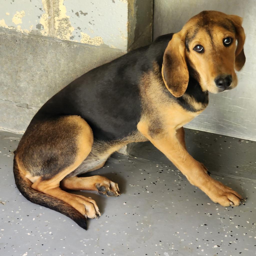 beagle coonhound mix