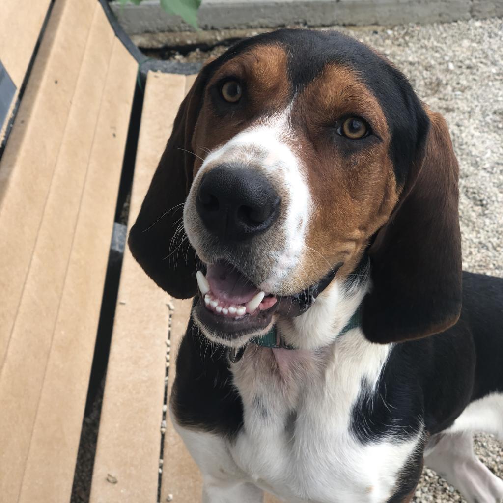 Benny | Male | Dog