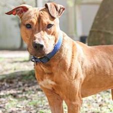 Adopt A Dog | Jacksonville Humane Society