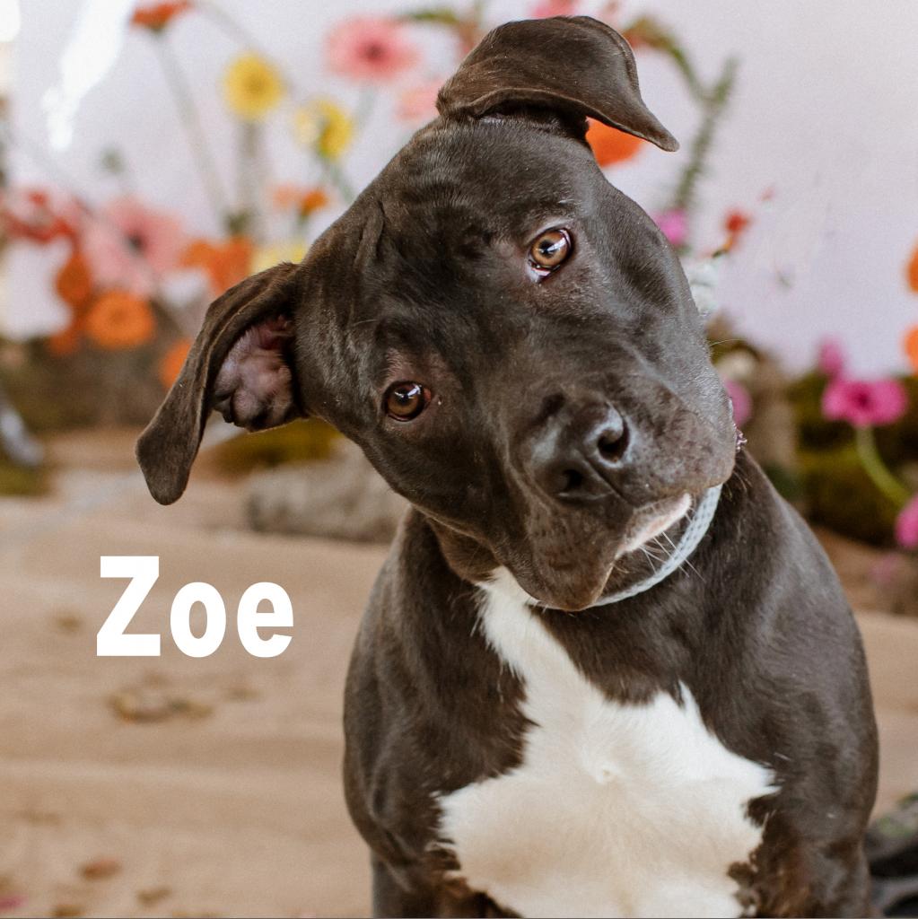 Zoe | Male | Dog