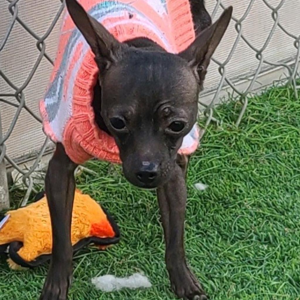 meet-brownie-a-chihuahua-dog-available-for-adoption-lost-our-home