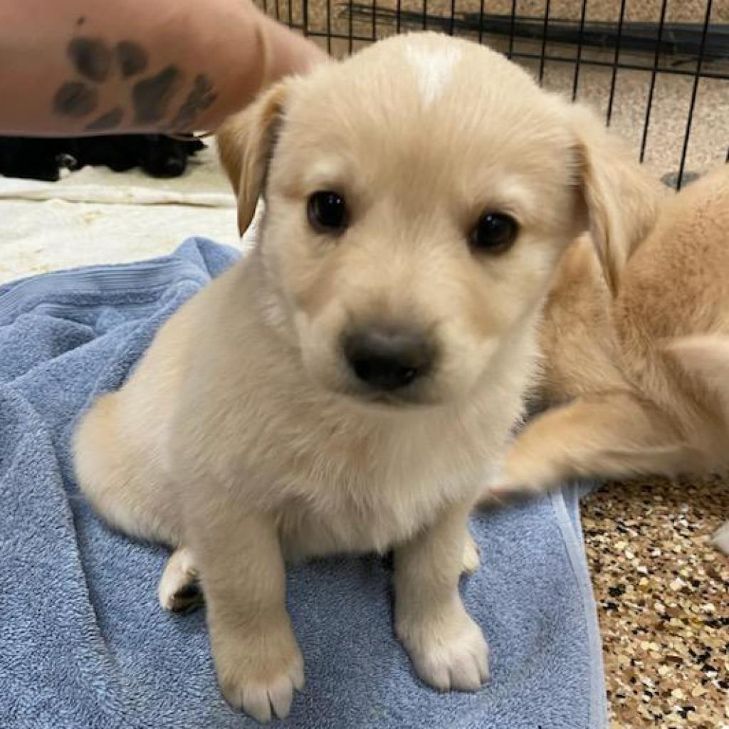 Meet Sesame, a Retriever, Yellow Labrador/Mix Dog Available For ...