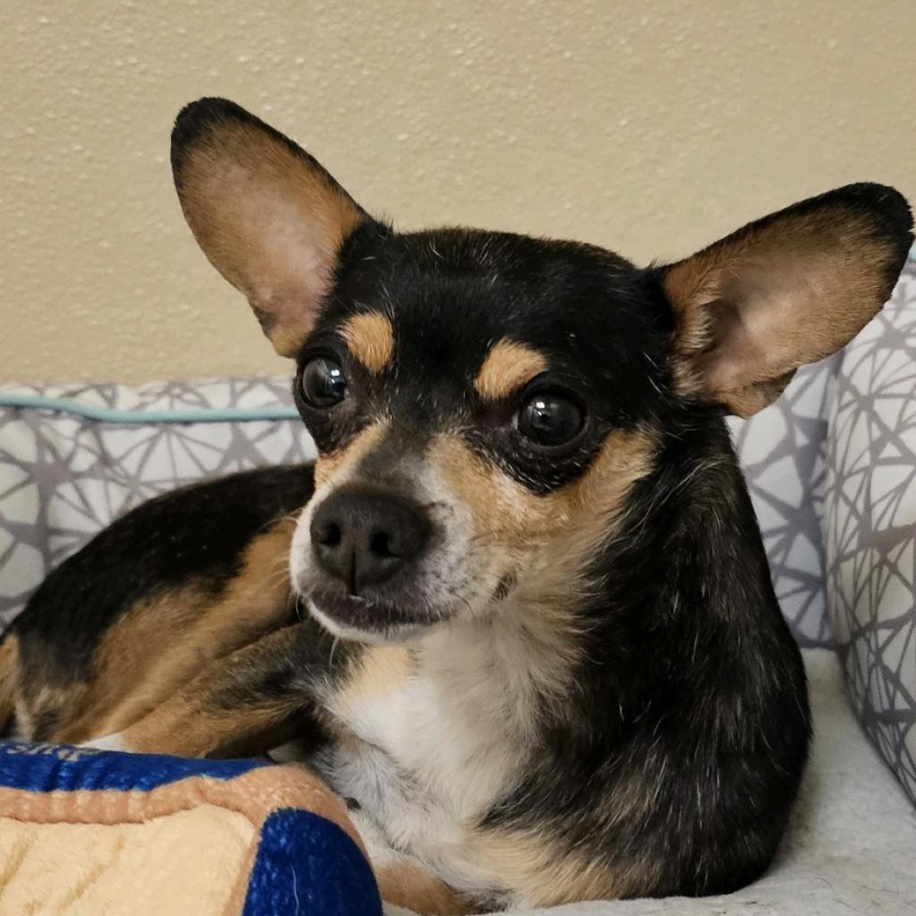 Meet Mr. Saltine Bottomsworth, a Chihuahua, Short Coat Dog Available ...