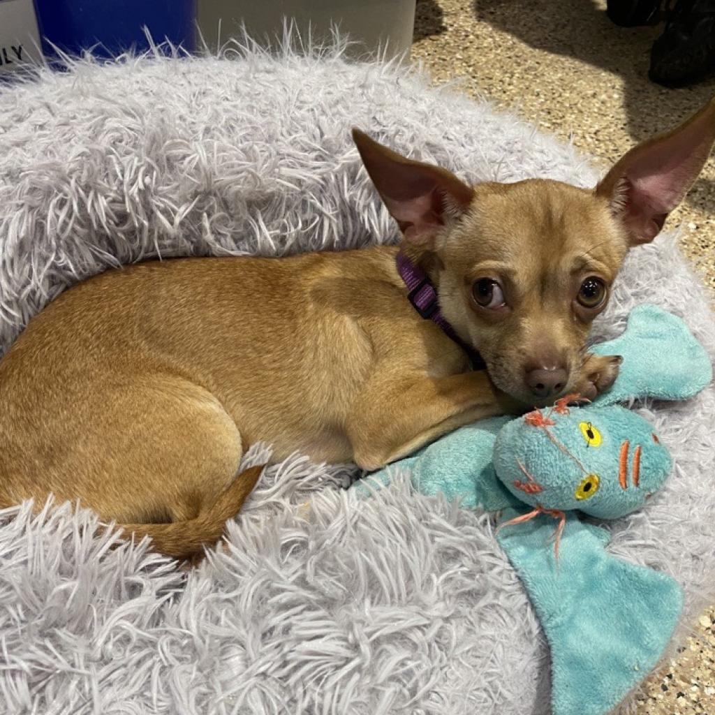 Meet Groot, a Chihuahua Dog Available For Adoption | Lost Our Home