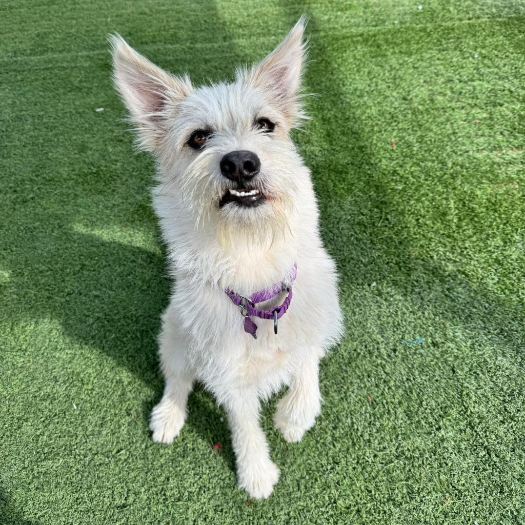 Wheaten cheap westie mix