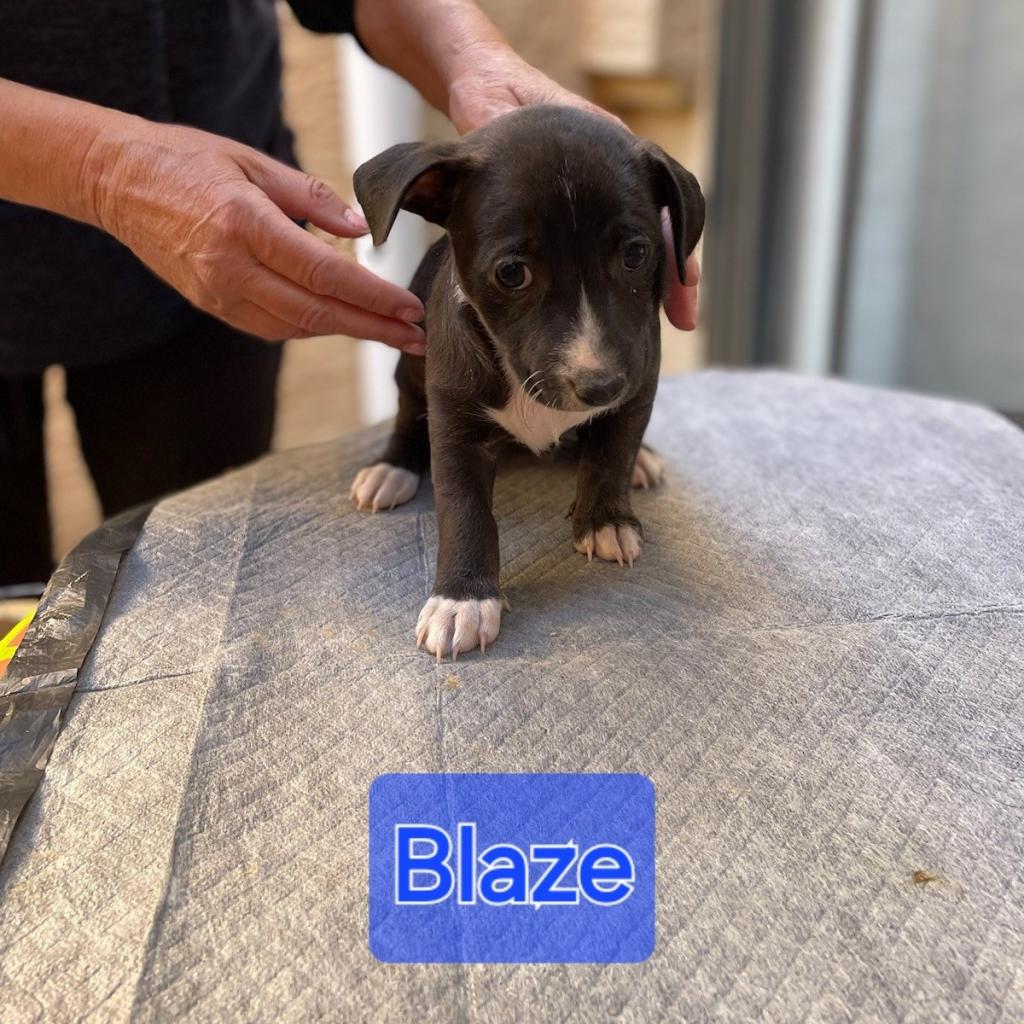 Meet Blaze, a Terrier, Rat/Mix Dog Available For Adoption | Lost Our Home