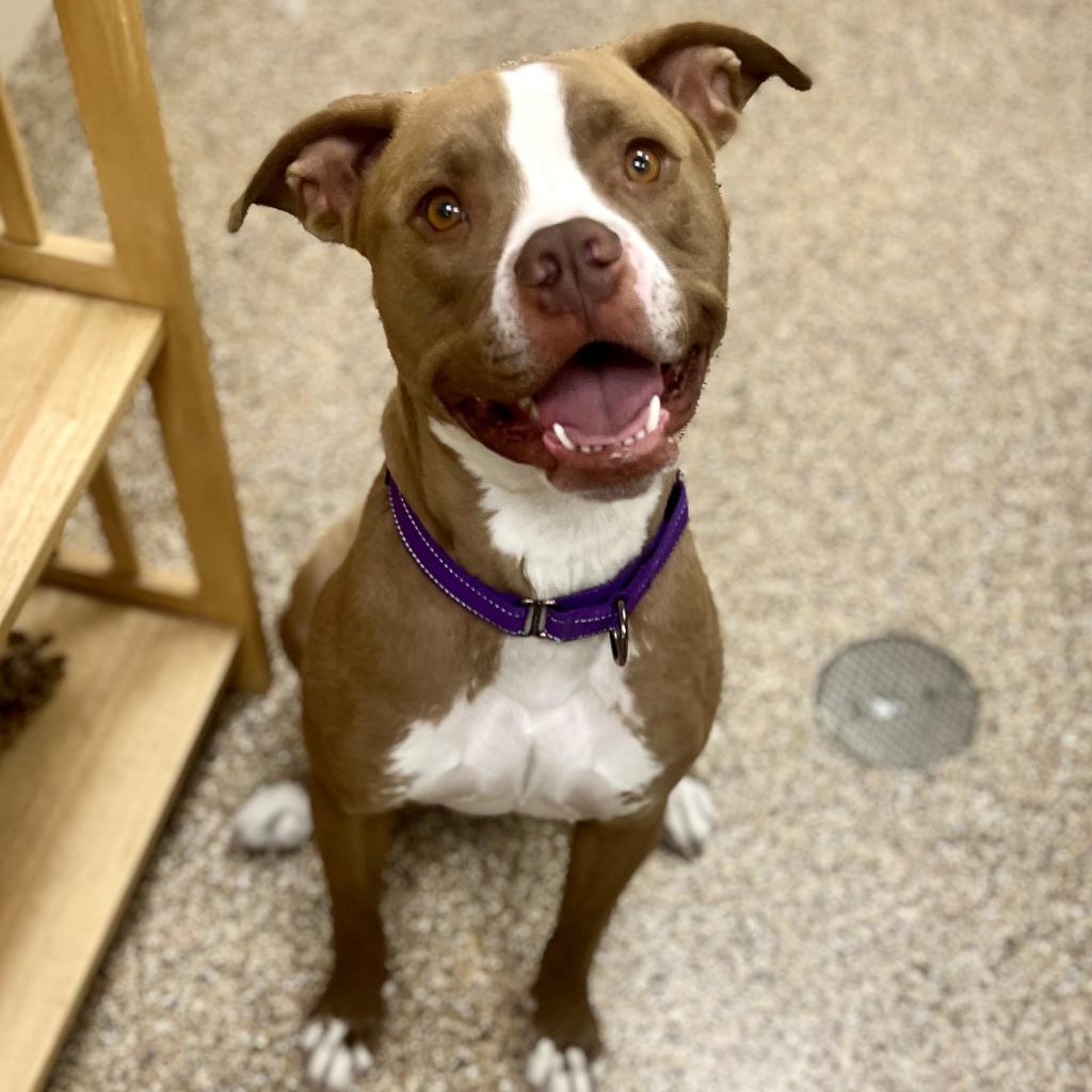 Meet Butters, a Terrier, American Pit Bull Dog Available For Adoption ...