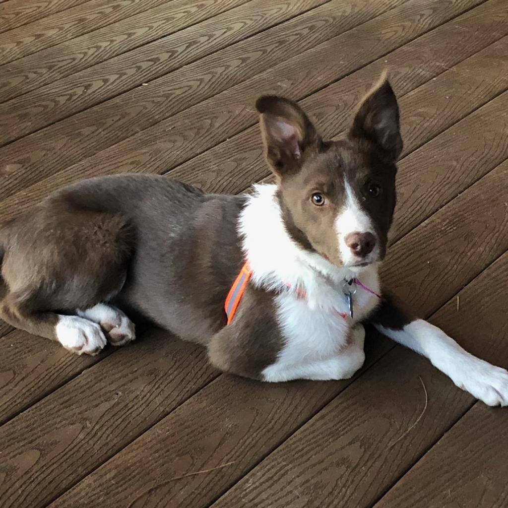 Oakley | Male | Dog