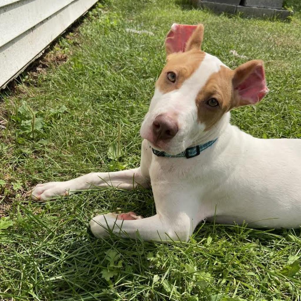 The Saugerties Animal Shelter