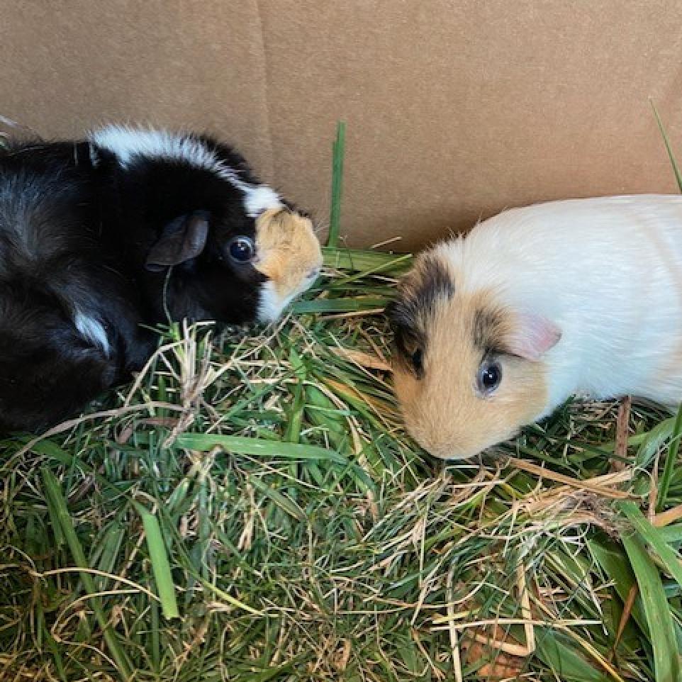 Photo of Daphne and Velma