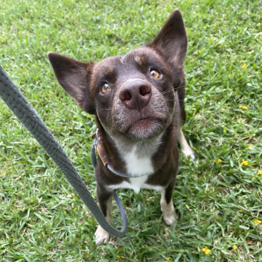 Dog for adoption - Tucker, a Mixed Breed in West Chester, PA