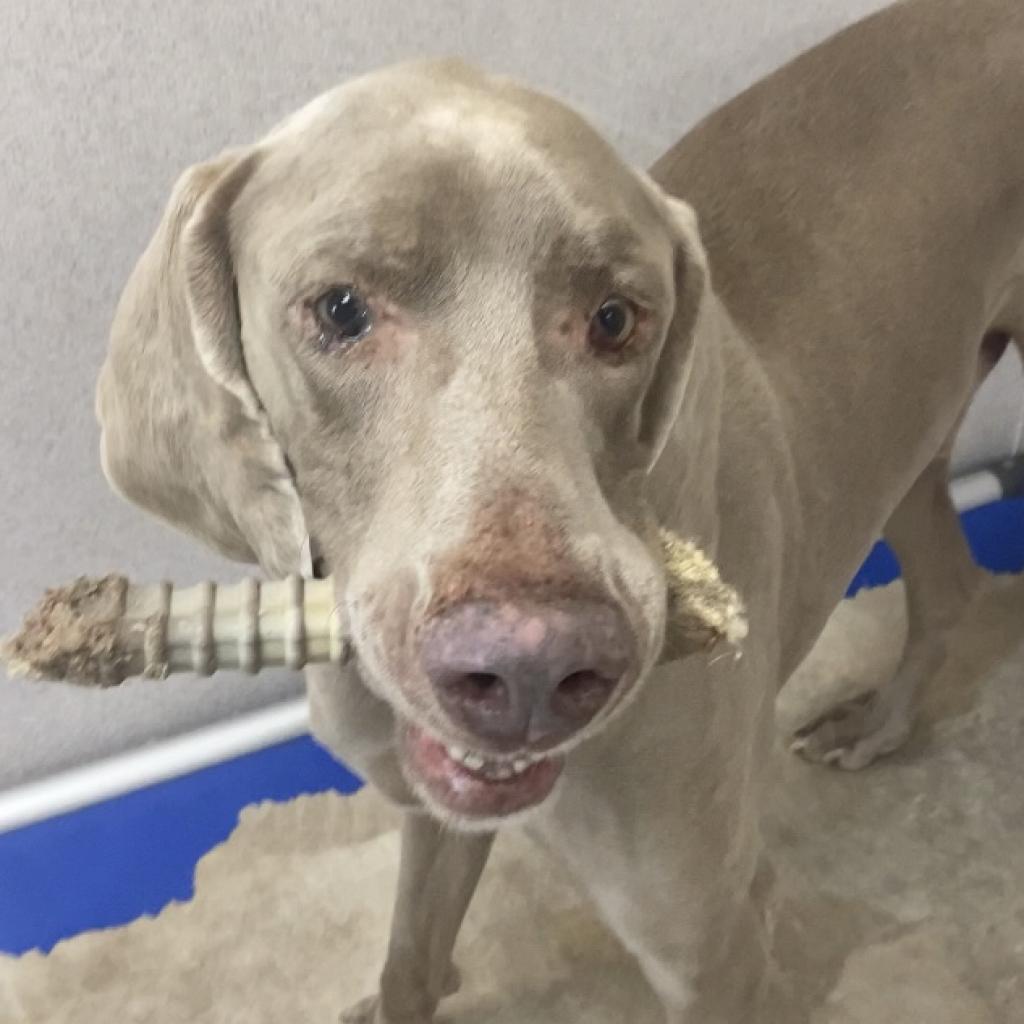 Weimaraner great fashion pyrenees mix