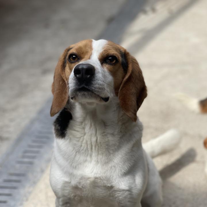 can a american bully and a beagle be friends