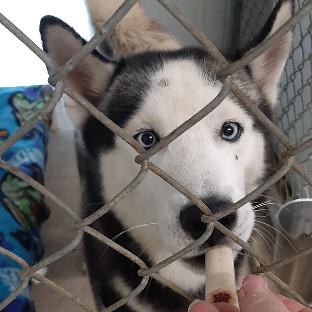 Dogs For Adoption Midcoast Humane