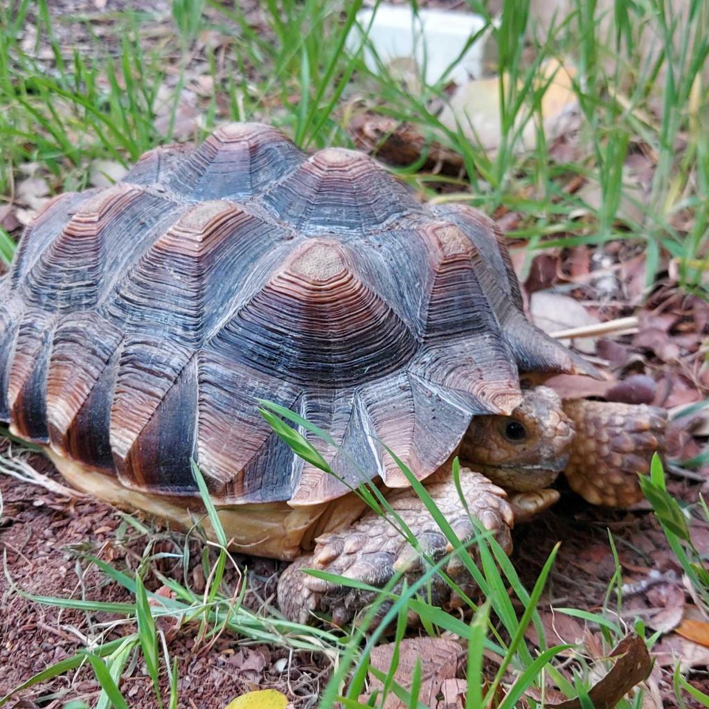 DJ the female juvenile sulcata tortoise is available for adoption at ...