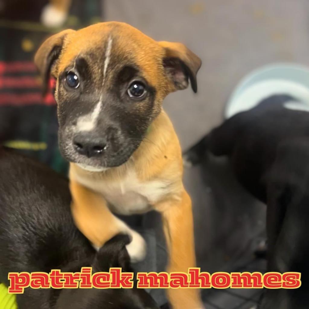 Patrick Mahomes - Stray Paws Rescue