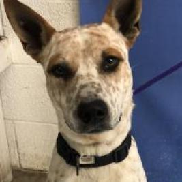 Spot is available for adoption at Palm Valley Animal Society