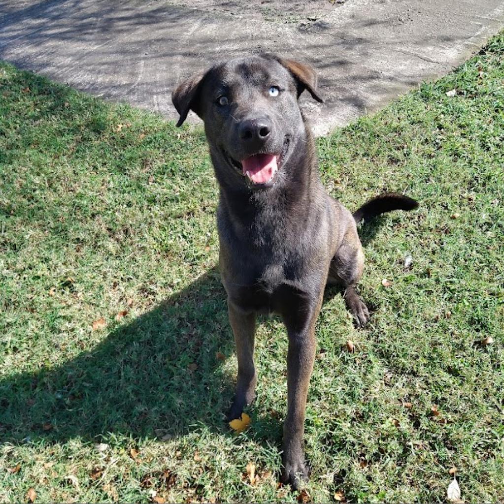 Oz is available for adoption at Palm Valley Animal Society