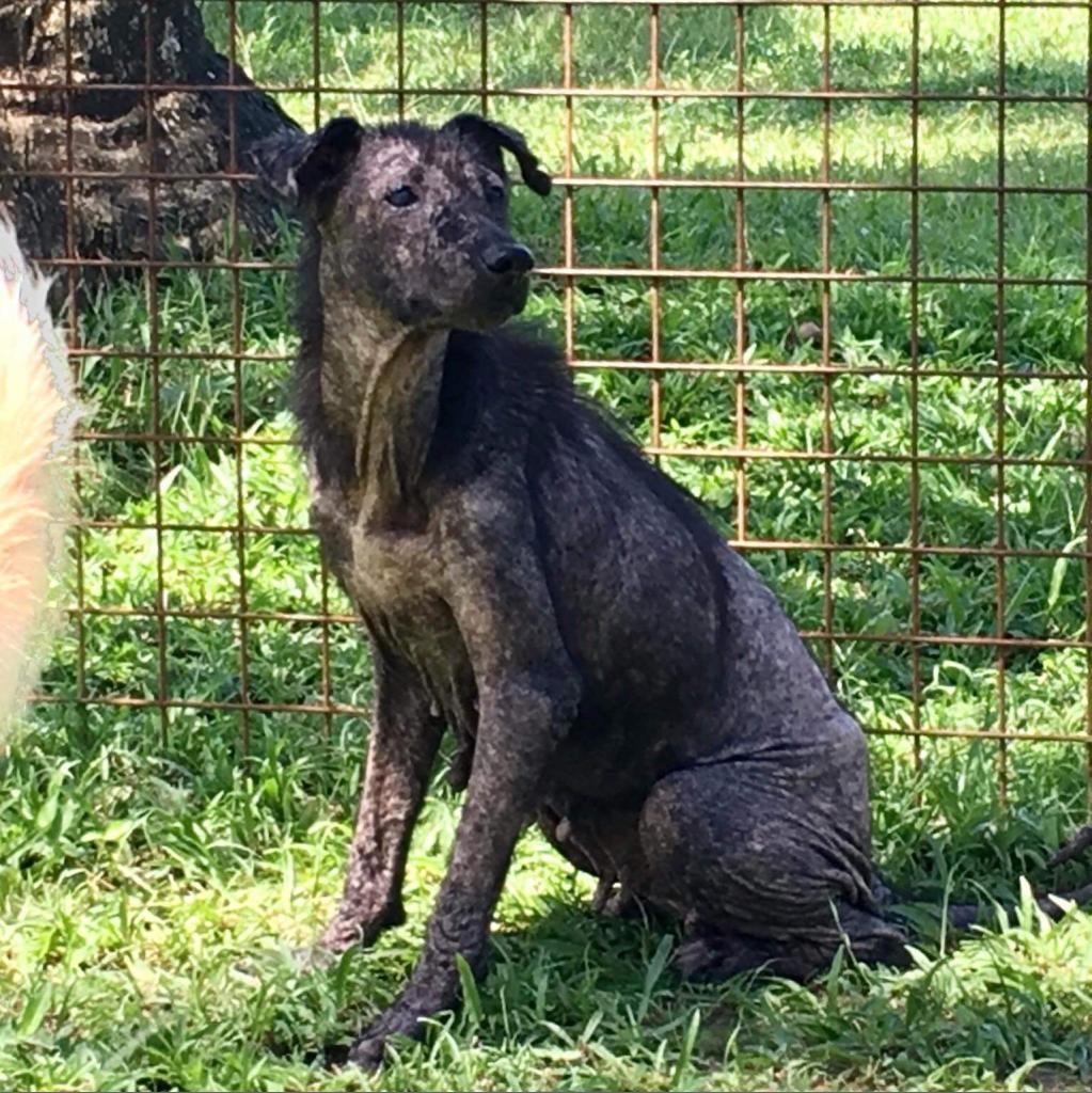 can sardinian shepherd dog be black