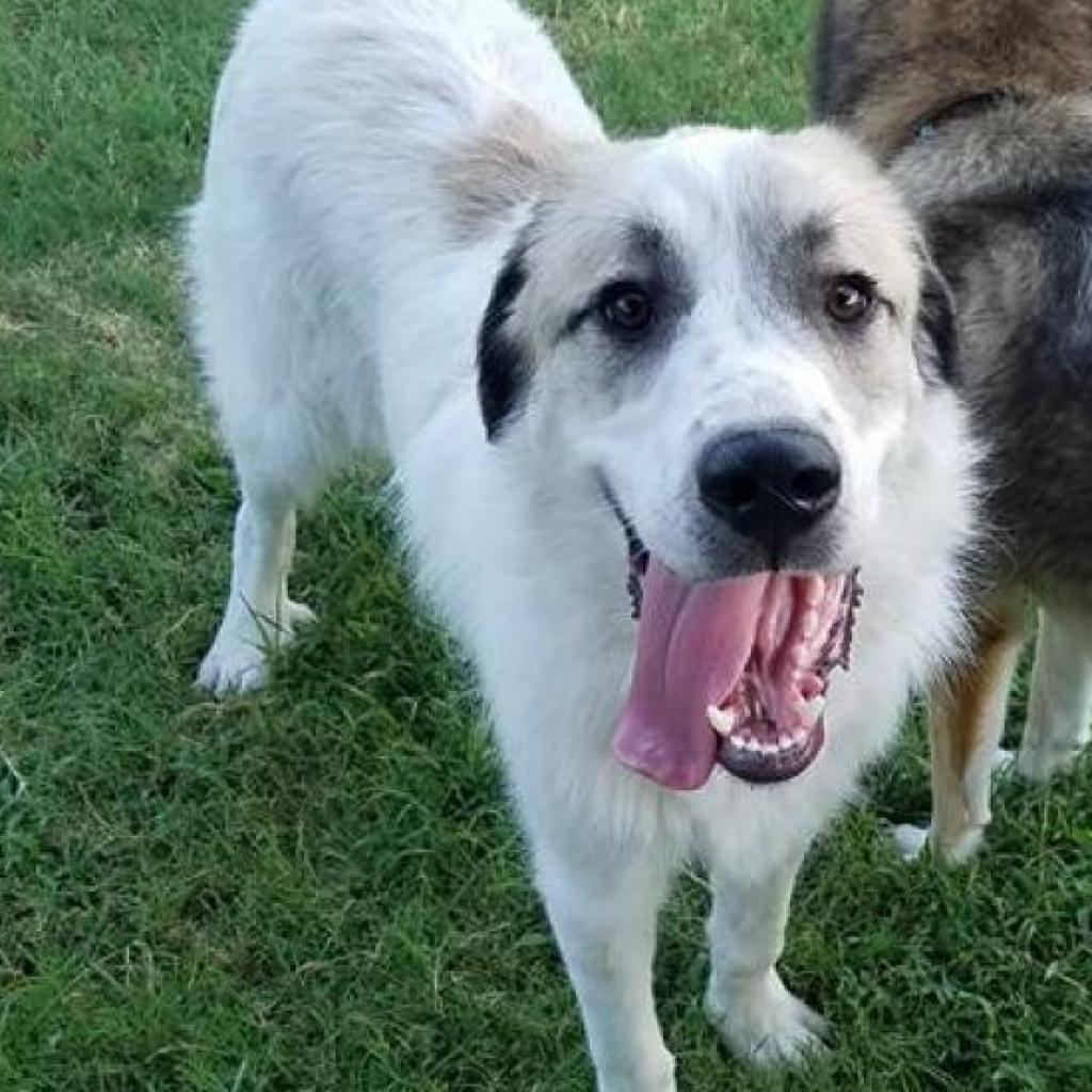 Adoptable Dogs | Dallas Pets Alive!