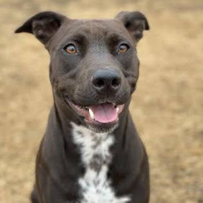 Adoptable Dogs | Dallas Pets Alive!