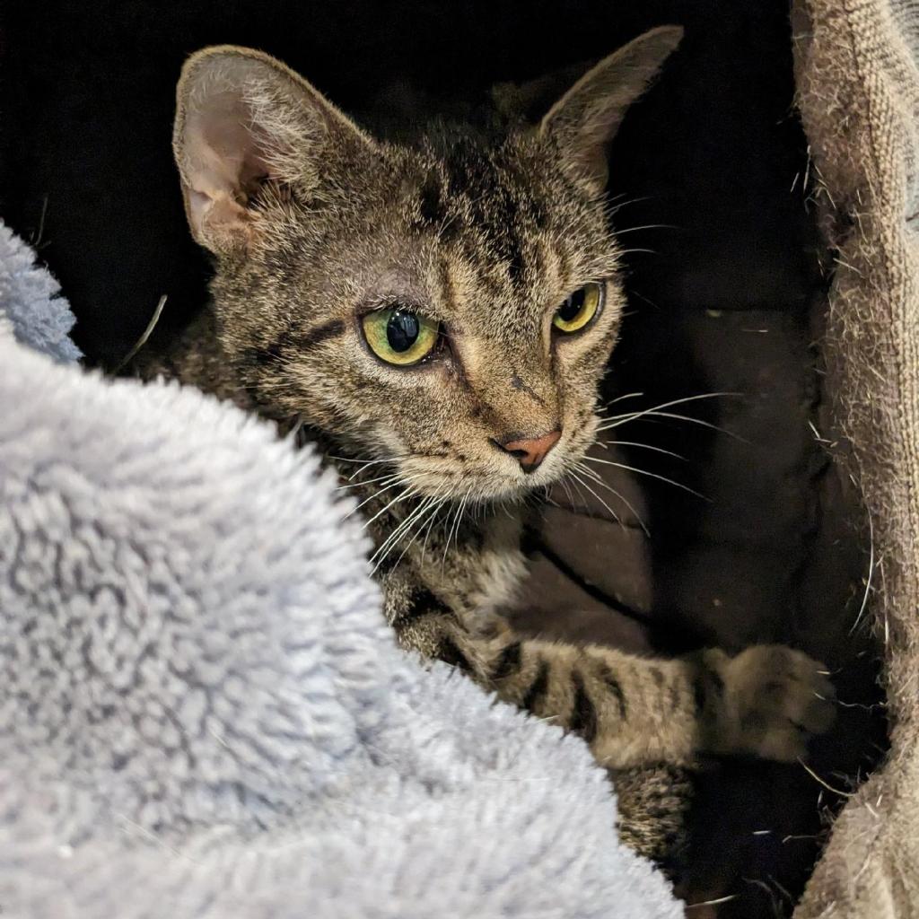 humane society found cats