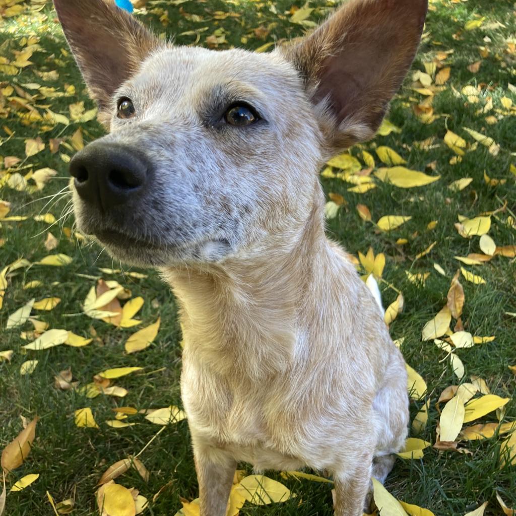 animal house fort collins adoptable dogs