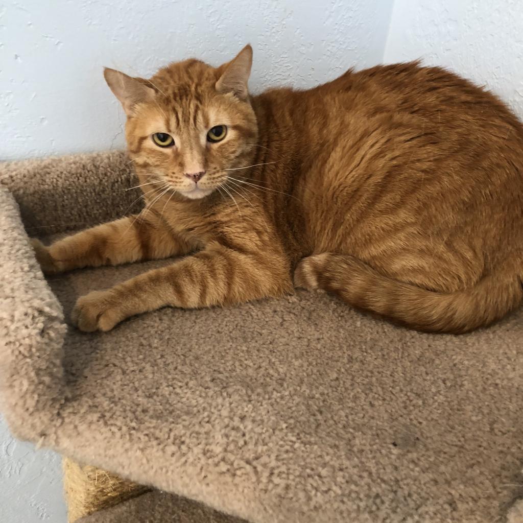 Leo | Male | Cat