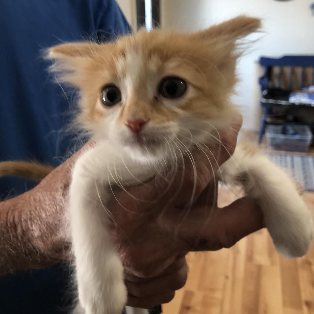 Orange Tabby White Kitten Is Available For Adoption At Kitty City Nm