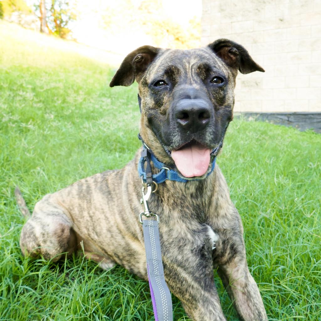 Meet Brindle, a Hound available for adoption from Austin Pets Alive!