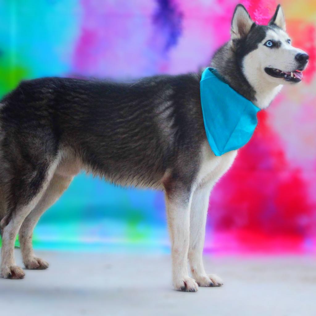 Famous husky best sale with pink ears