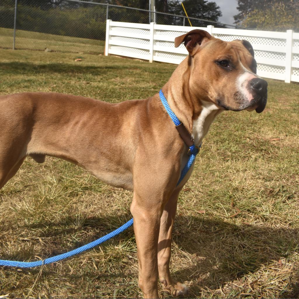 Stevie Licks is available for adoption at Arcadia Animal Rescue