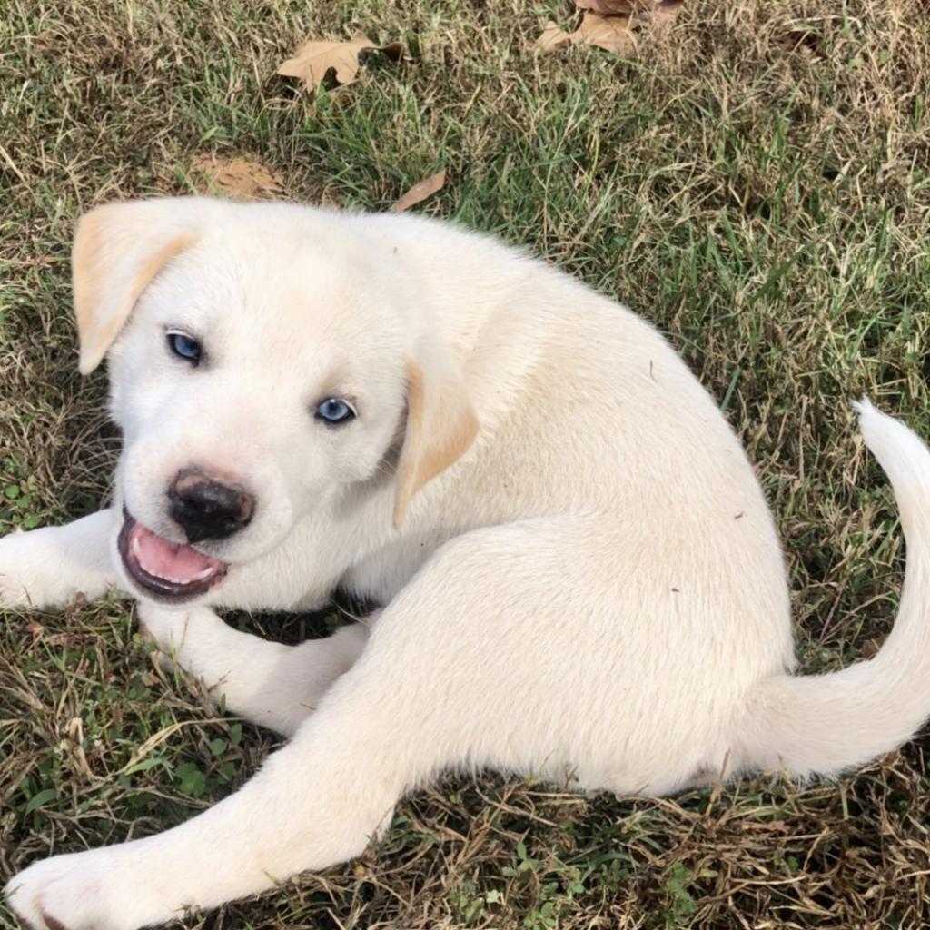 a new leash on life rescue huntsville al