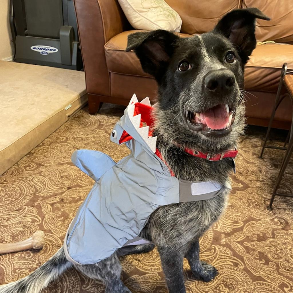 blue heeler rescue houston