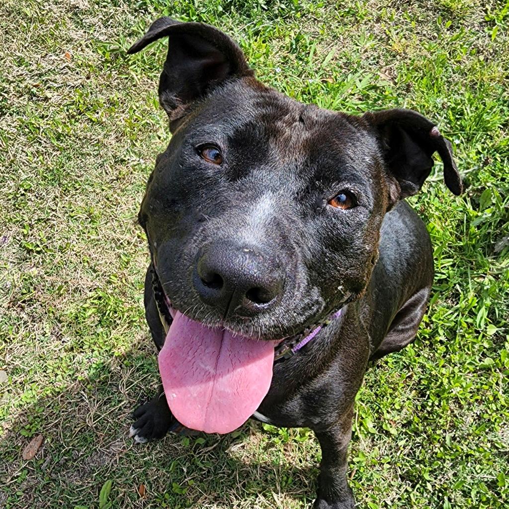 Tasha | Female | Dog