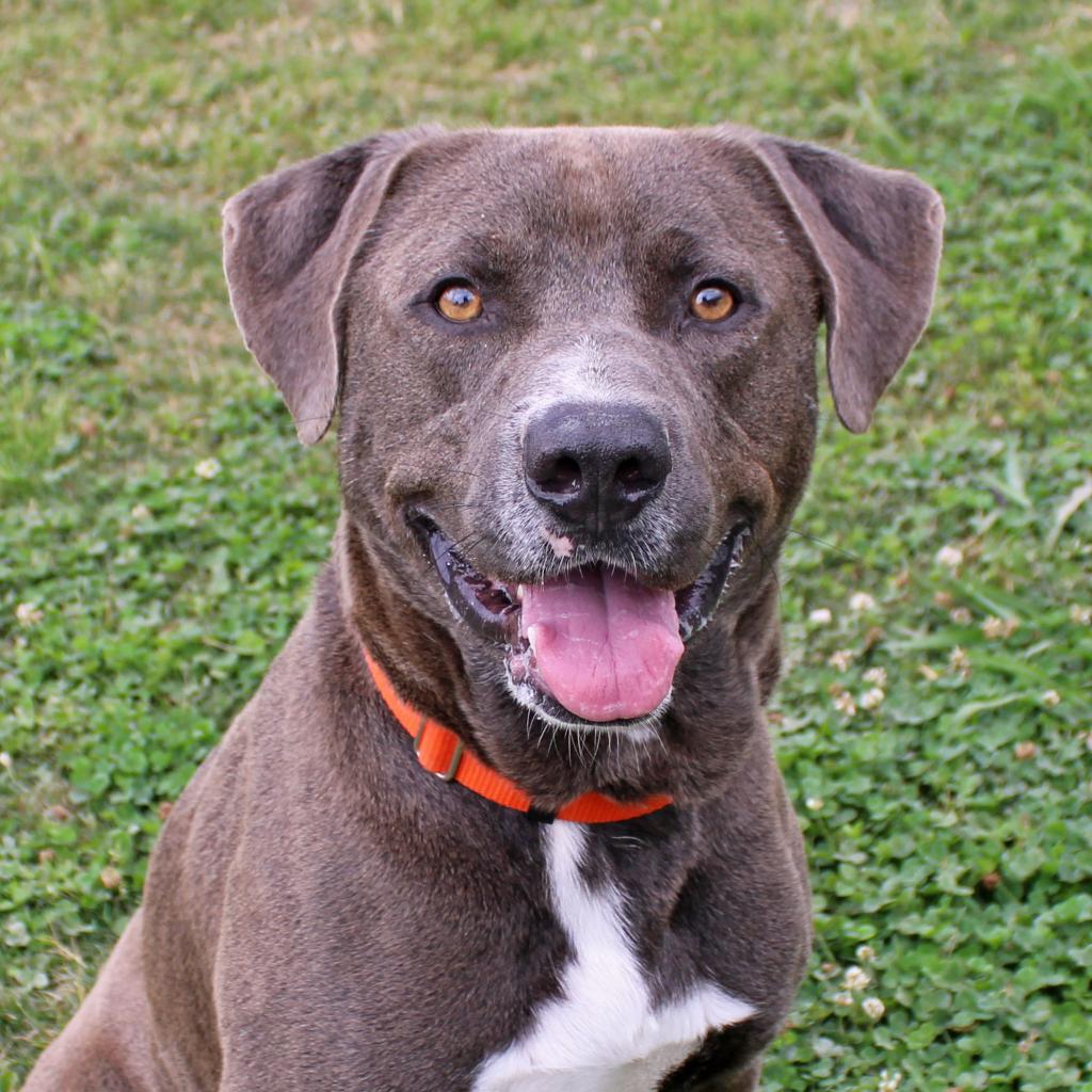 Gunner | Male | Dog